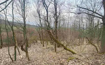 Dražba louky 1 000 m², Záhoří