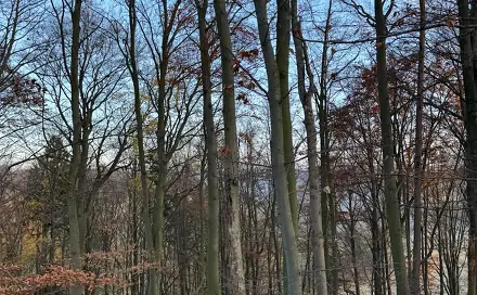 Prodej lesa 9 585 m², Dzbel - Horní Bělá