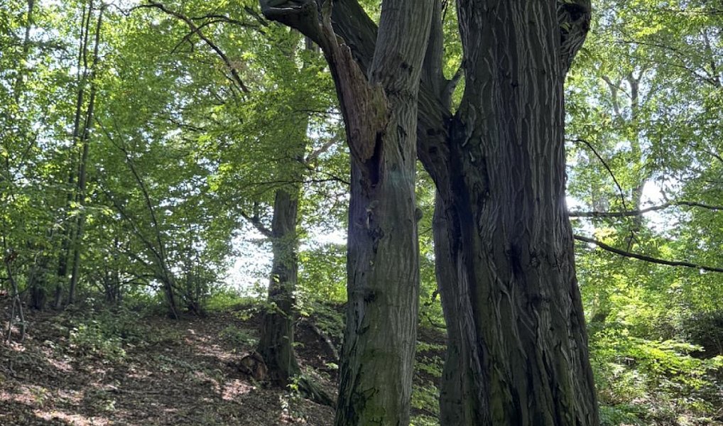 Prodej lesa 11 962 m², Horní Bříza – náhled fotky 2