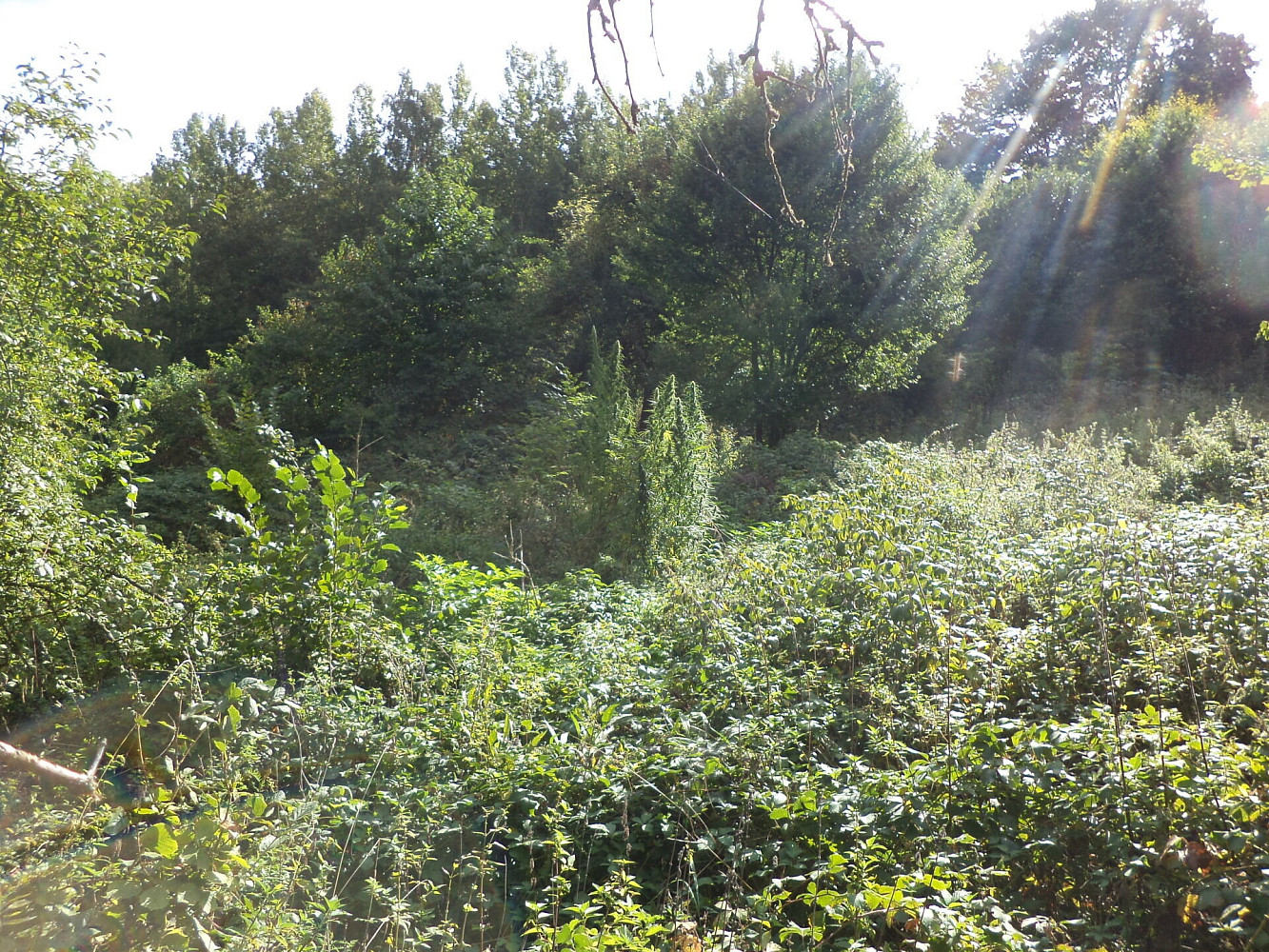 Prodej pole 14 517 m² — photo 2