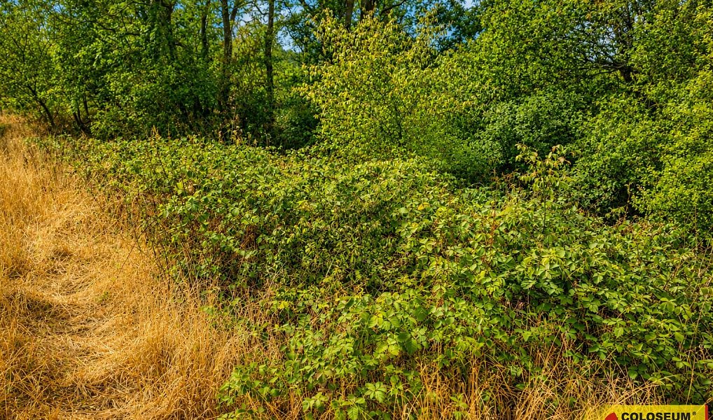 Prodej pole 8 295 m², Dyje – náhled fotky 7