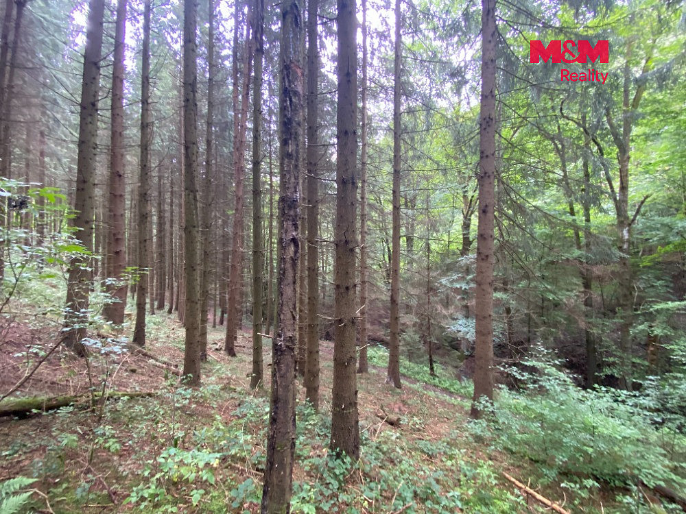 Prodej lesa 11 485 m² – fotografie 3