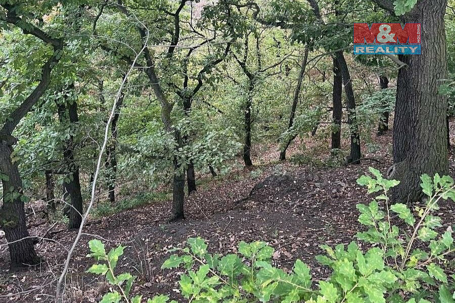 Prodej lesa 7 458 m²