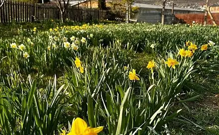 Prodej zahrady 888 m², Litoměřice