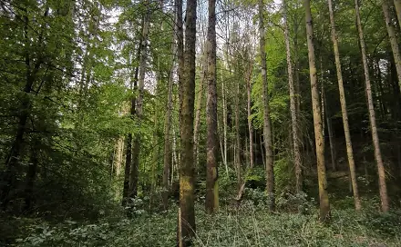 Prodej lesa 1 785 m², Třeboc - Velešovice