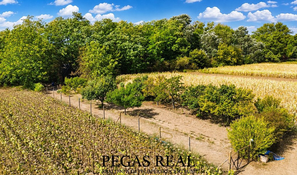 Prodej zahrady 2 534 m², Přibice – náhled fotky 6