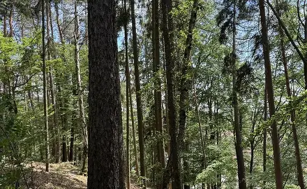 Prodej lesa 7 765 m², Úpice - Druztová