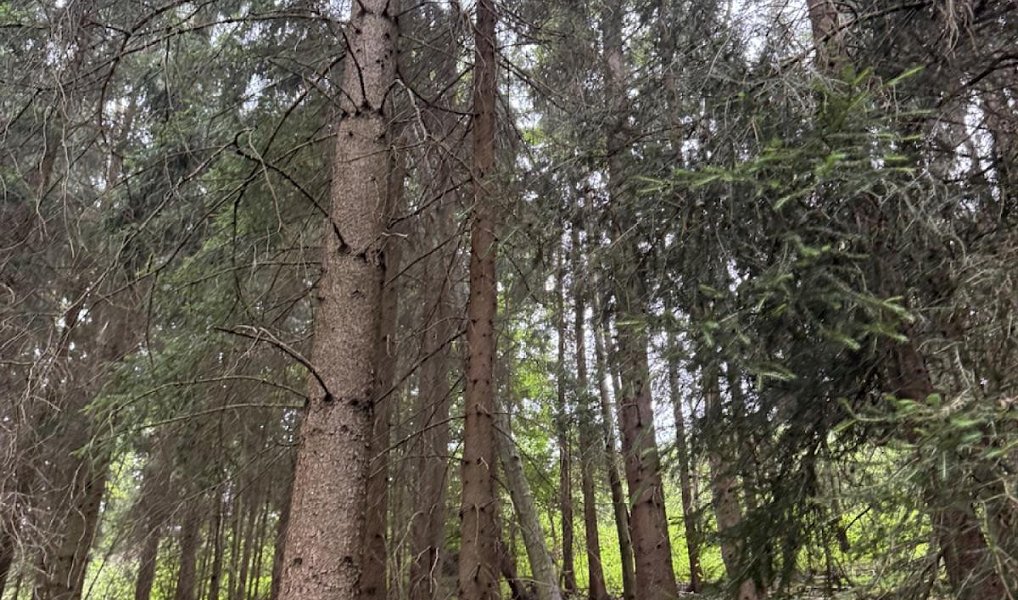 Prodej lesa 12 954 m², Všelibice – náhled fotky 3