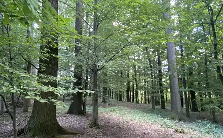 Prodej lesa 2 070 m², Olbramice, okres Ostrava-město