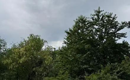 Prodej lesa 6 256 m², Dříteň - Dolní Poustevna