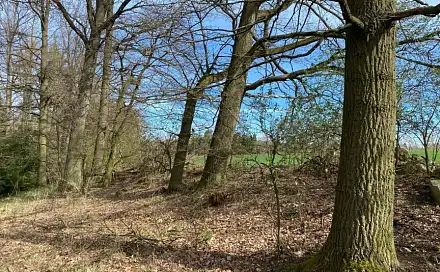 Dražba louky 17 482 m², Kostelní Radouň