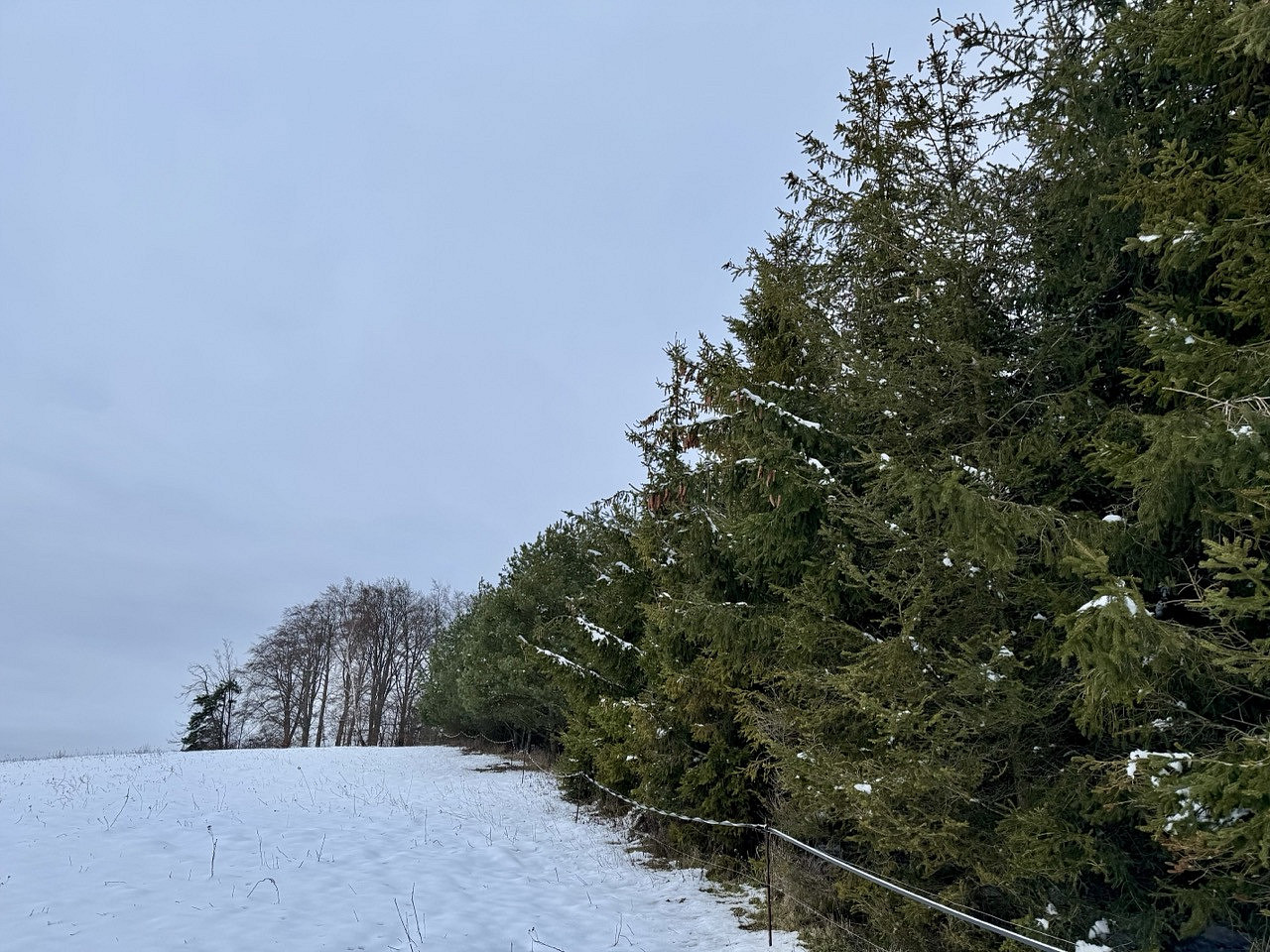 Prodej lesa 15 172 m²
