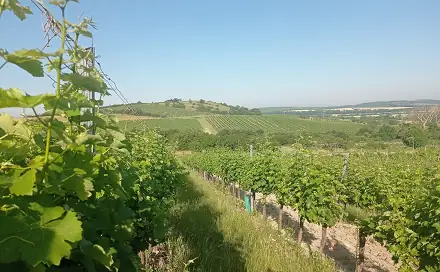 Prodej pozemku 12 285 m², Bavory, okres Břeclav