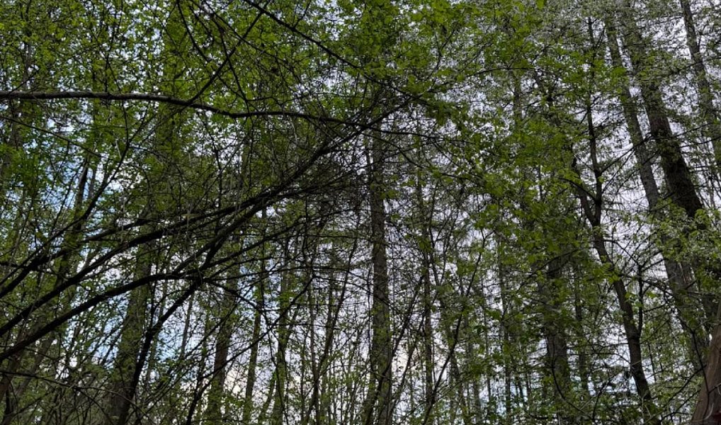 Prodej lesa 4 298 m², Přeštěnice – náhled fotky 4