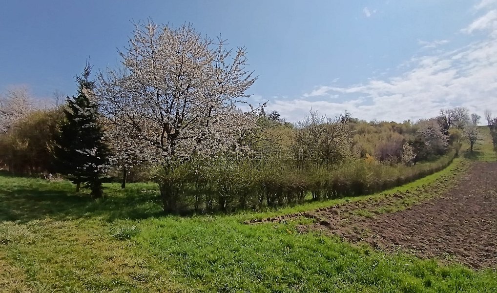 Prodej zahrady 1 872 m², Soběchleby – náhled fotky 12