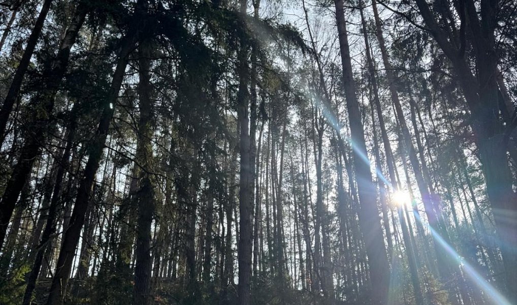 Prodej lesa 26 674 m², Nosálov – náhled fotky 8