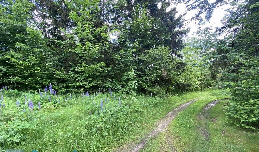 Prodej stavebního pozemku 2 584 m², Slavonice – náhled fotky 2