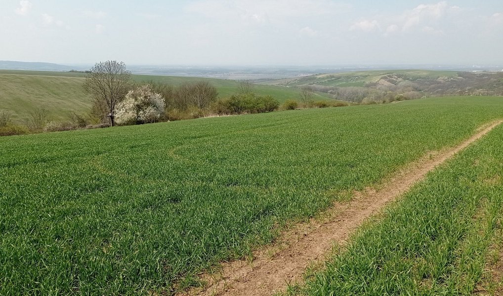 Prodej pozemku 6 023 m², Velké Němčice – náhled fotky 7