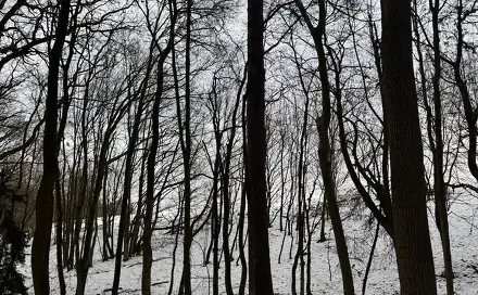 Prodej lesa 1 783 m², Ježkovice - Šluknov