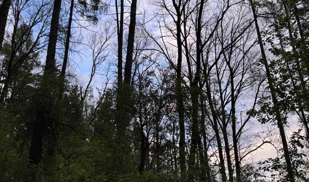 Prodej lesa 4 298 m², Přeštěnice – náhled fotky 5
