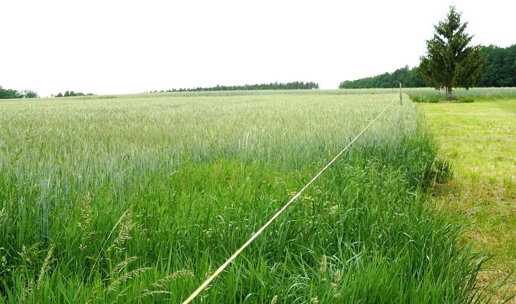 Prodej stavebního pozemku 984 m², Přehořov – náhled fotky 6