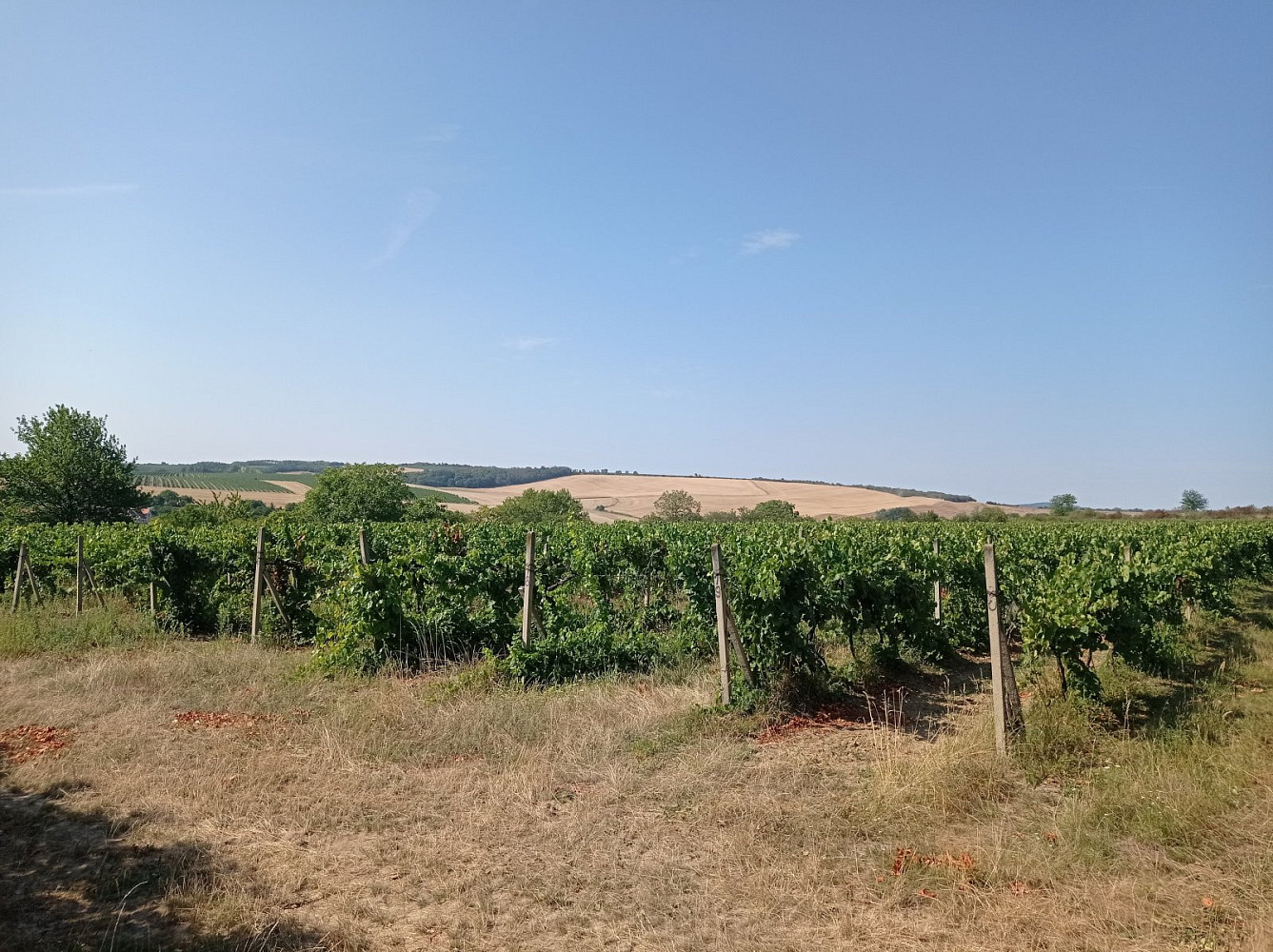 Prodej pozemku 3 162 m²