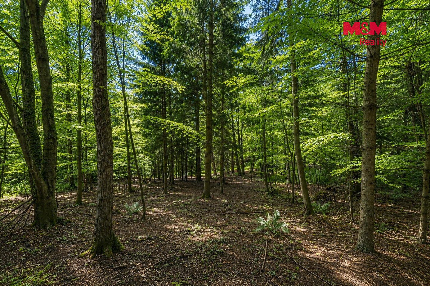 Prodej lesa 6 855 m² – fotografie 4
