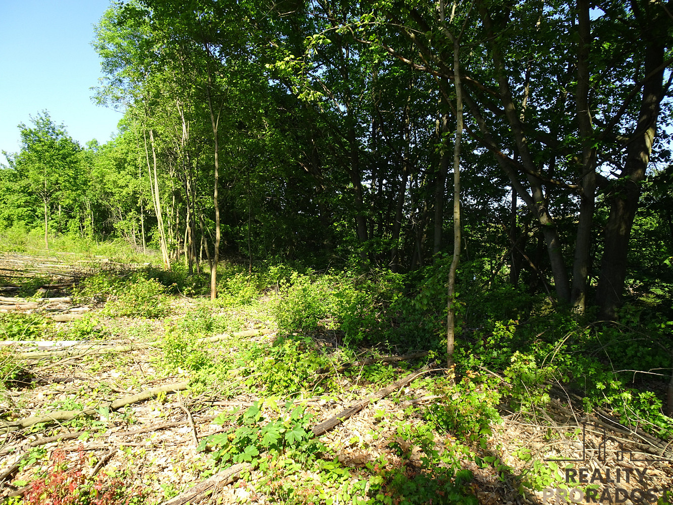 Pronájem pozemku 1 000 m² – fotografie 3