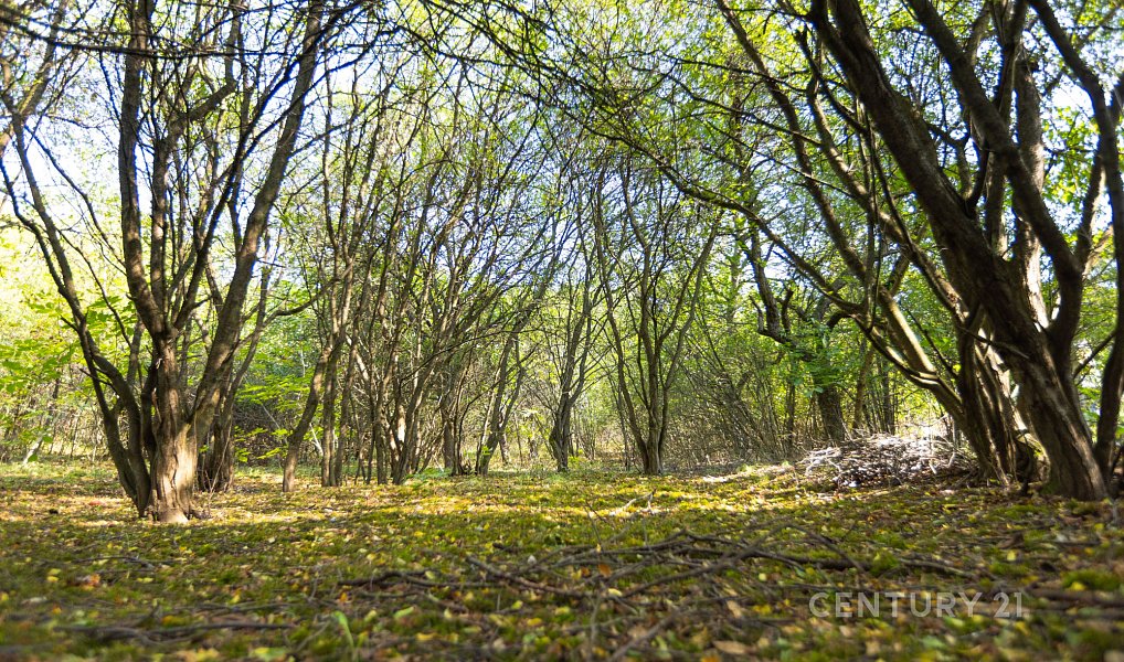 Prodej stavebního pozemku 4 736 m², Kuřim – náhled fotky 5