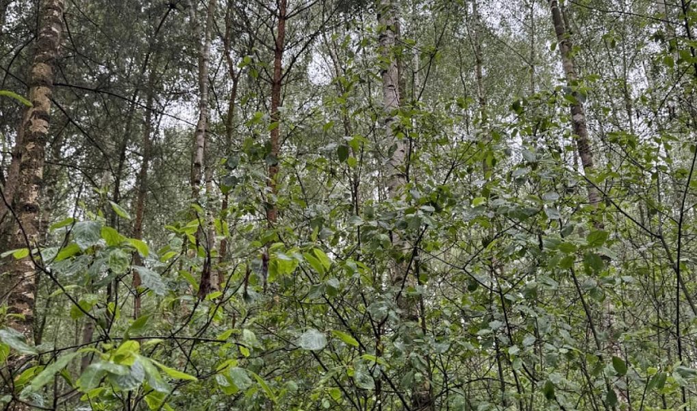 Prodej lesa 10 225 m², Dobříč – náhled fotky 9