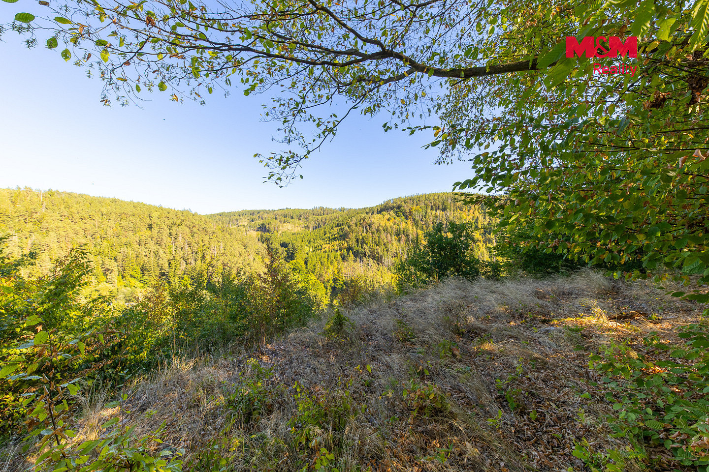 Prodej lesa 7 450 m² – fotografie 2