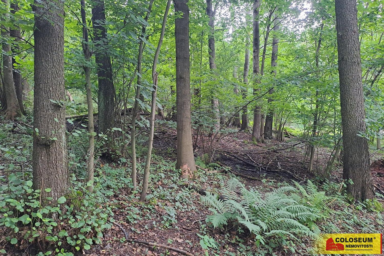 Prodej lesa 20 371 m²