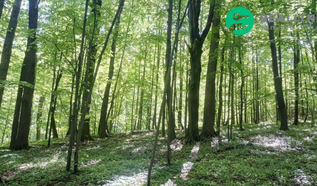 Prodej lesa 15 096 m², Ženklava – náhled fotky 10