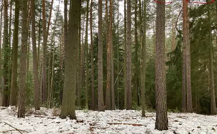 Prodej lesa 162 122 m², Plužná, okres Mladá Boleslav