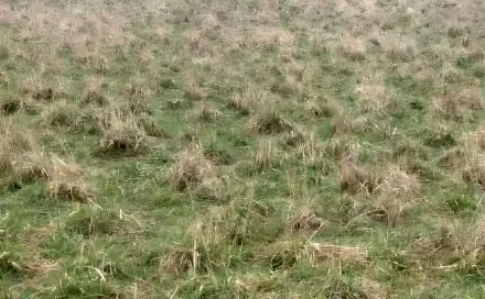 Prodej louky 3 371 m², Polom, okres Přerov
