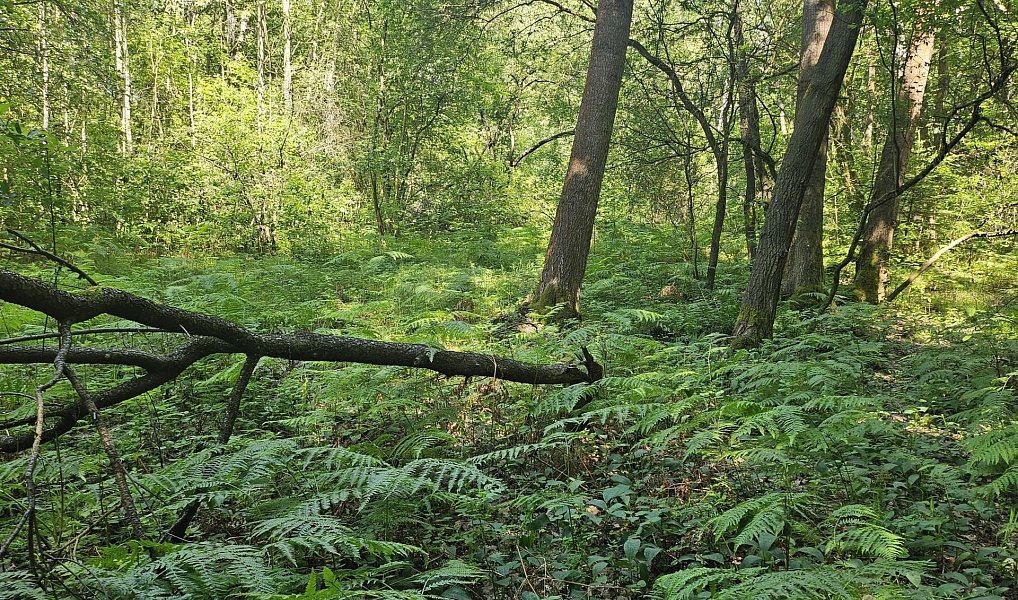 Prodej louky 12 985 m², Boseň – náhled fotky 9