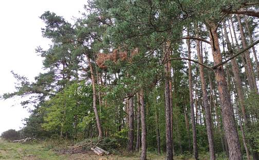 Prodej lesa 14 980 m², Nečín, okres Příbram