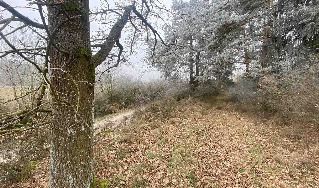 Prodej pole 13 059 m², Slatina – náhled fotky 8