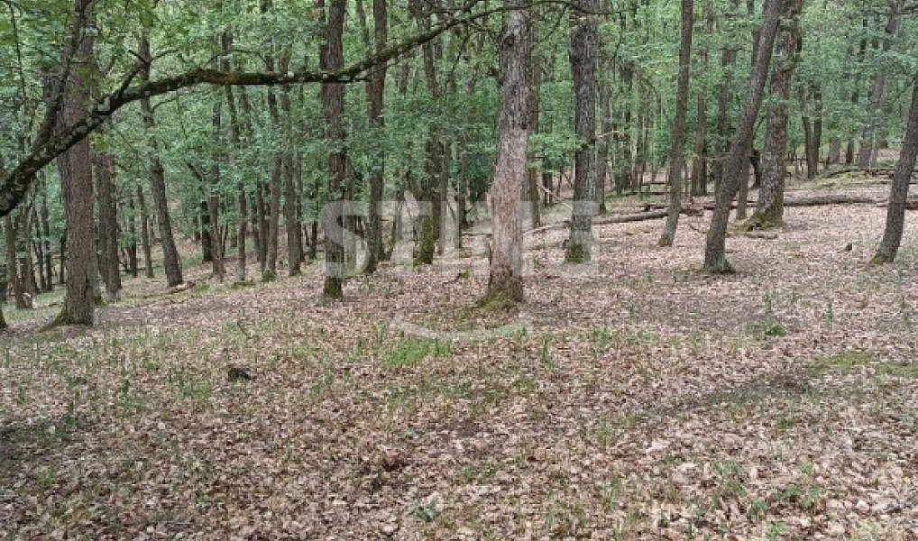Prodej lesa 2 723 m², Morkůvky – náhled fotky 4