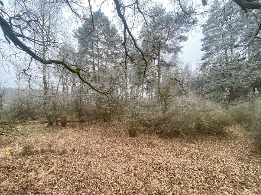 Dražba pole 13 059 m²