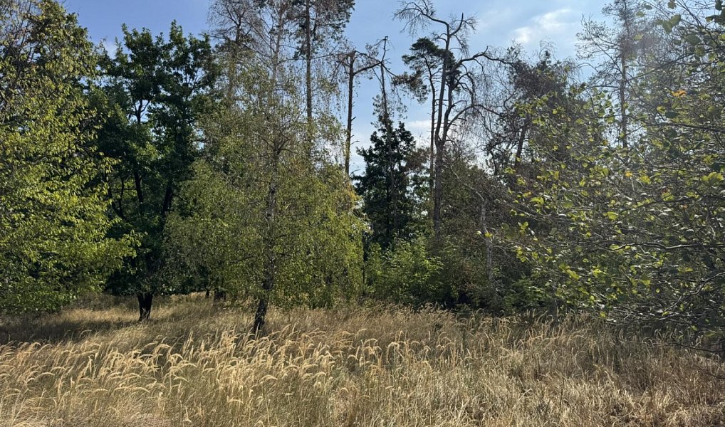 Prodej lesa 3 660 m², Sedlec – fotka 1 z 9