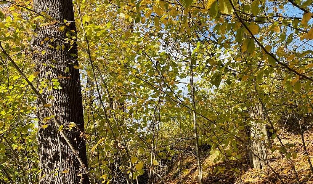 Prodej lesa 1 838 m², Mikulovice – náhled fotky 5