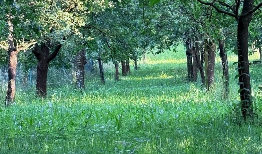 Prodej stavebního pozemku 1 608 m², Podolí – náhled fotky 2
