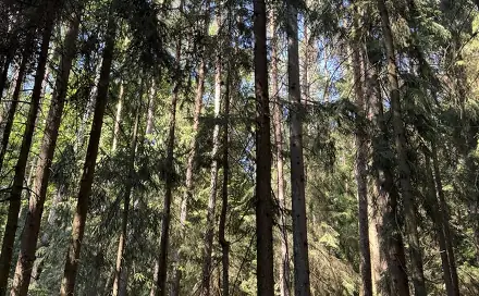 Prodej lesa 13 667 m², Drnovice, okres Vyškov